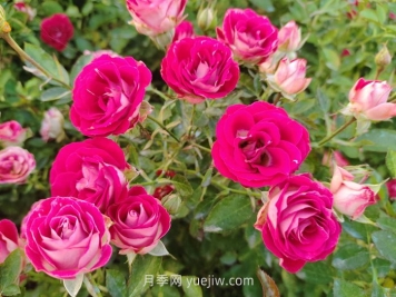 红宝石冰月季介绍和优缺点