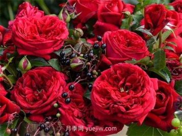 玫瑰国度的天使月季介绍和优缺点