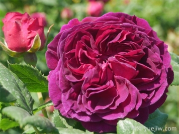 紫色小屋月季介绍和优缺点