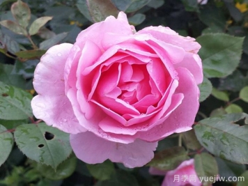 卡德法尔兄弟月季介绍和优缺点