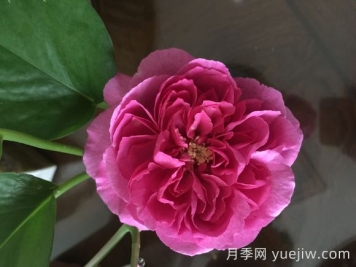 伊芙小资情调月季介绍和优缺点