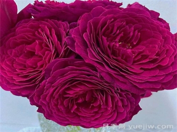 降魔月季介绍和优缺点