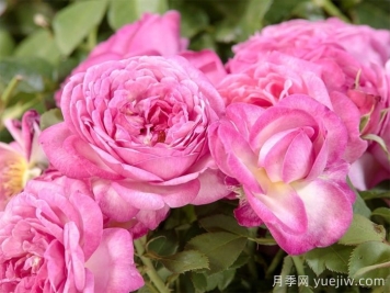 贝利西莫妈妈月季介绍和优缺点