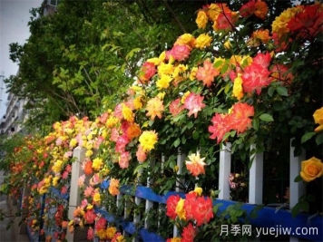 香飘九州美不胜收！丹阳惊现五彩月季花墙场景！