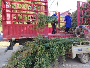 南阳卧龙：互联网平台助力月季产业发展