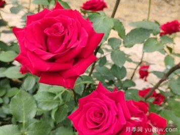 花卉苗木专业术语知识点