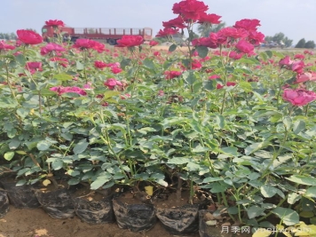 河南南阳：月季之乡新发展 月季花开产业红