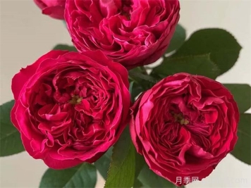 沈阳市小玫瑰开出致富花路