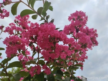 紫薇：谁道花无百日红