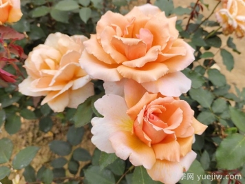 花友票选10种最好养护的花卉，月季第二