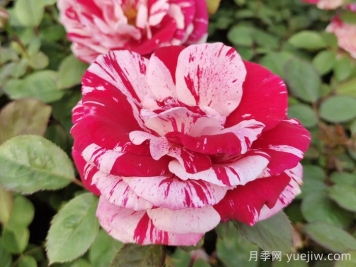 无锡龙寺生态园月季花开陶人醉