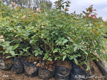 月季夏天不精神是什么原因？