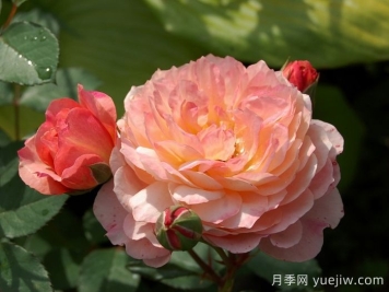 安德烈杜加德月季介绍和优缺点