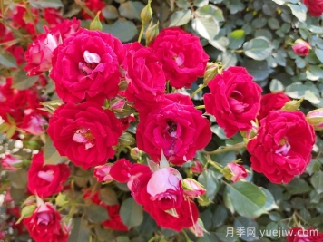 藤本小女孩月季介绍和优缺点