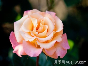 蒙娜丽莎油画月季介绍和优缺点