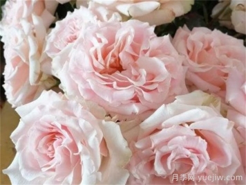 新婚爱人月季介绍和优缺点