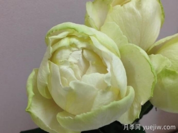  伊芙雪之香水月季介绍和优缺点