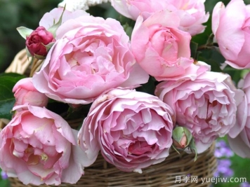 伊芙魂之香水月季介绍和优缺点