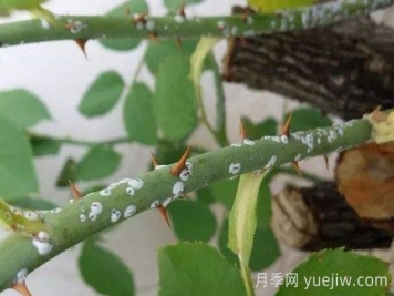 月季感染了蚧壳虫用什么药治？