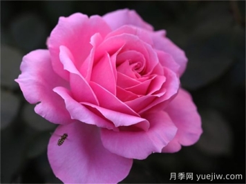 醉红颜月季介绍和优缺点