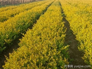 金森女贞的养护管理措施