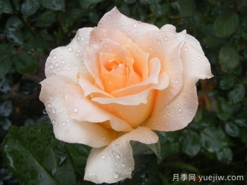 卡萨诺瓦月季介绍和优缺点