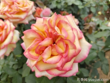 盆栽月季花掌握4个小技巧，叶茂花繁不难