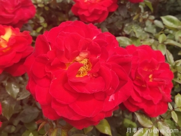 实测3款“识花小程序”，让你再也不愁认错花