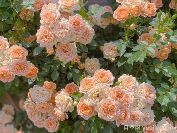 夏季高温该如何养护月季？10点要注意