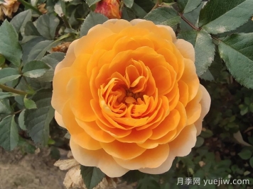 果汁阳台家族大全，盘点30款阳台月季系列品种