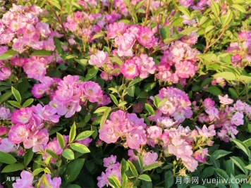 月季花春季防锈病