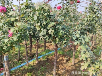 藤本月季黑星病的防治方法