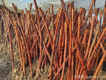 树状月季嫁接详细教程，轻松养出月季树