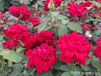 月季花的药材传说