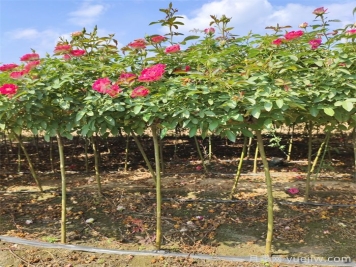 夏季养月季花，浇水施肥哪些是重点？