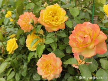 别养普通月季花了，推荐3款会变色的月季