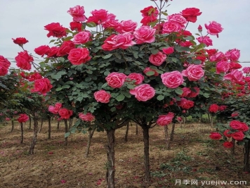 南阳树状月季最新批发价格！风靡高端市场的月季树好在呢？