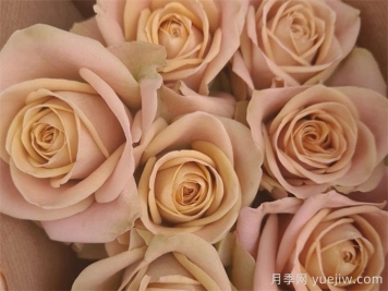 斗南花市切花月季迎来七夕节交易巅峰