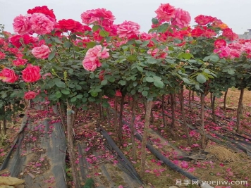 为什么3公分树状月季成绿化工程批发爆款？