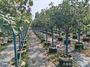 树状月季门道多，南阳树状月季怎样种植？月季冠幅小偏冠是啥原因？