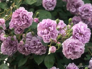 推荐10款蓝紫色系月季品种，总有一款你喜欢