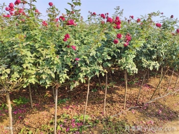 月季灼伤型黄叶有哪些类型？