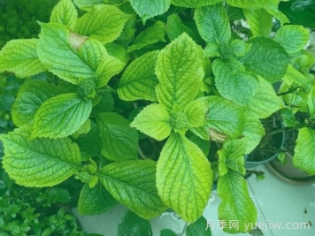 绣球叶片发黄焦边？原因总结和对应解决方法