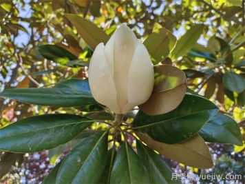 白玉兰长得好不好，如何促花开？