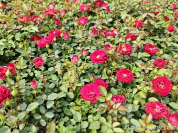 看植株情况判断月季苗对应养护措施