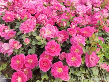 丰花月季的养殖方法和注意事项