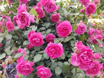 花墙养成必选的6种藤本月季品种，四季开花不停歇