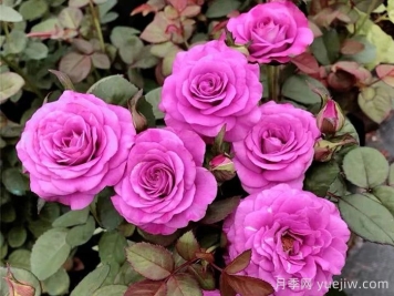 冥王星阳台月季和比利时月季有什么区别？