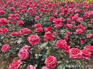 月季的生长习性、外形特点及养护要点