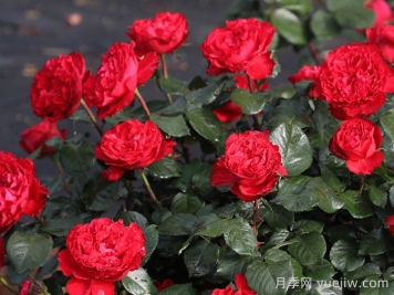 茶花女月季枝条刺很多吗？